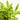 Dracaena Gold Dust (XS)