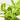 Dracaena Gold Dust (XS)