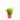 Dracaena Gold Dust (XS)