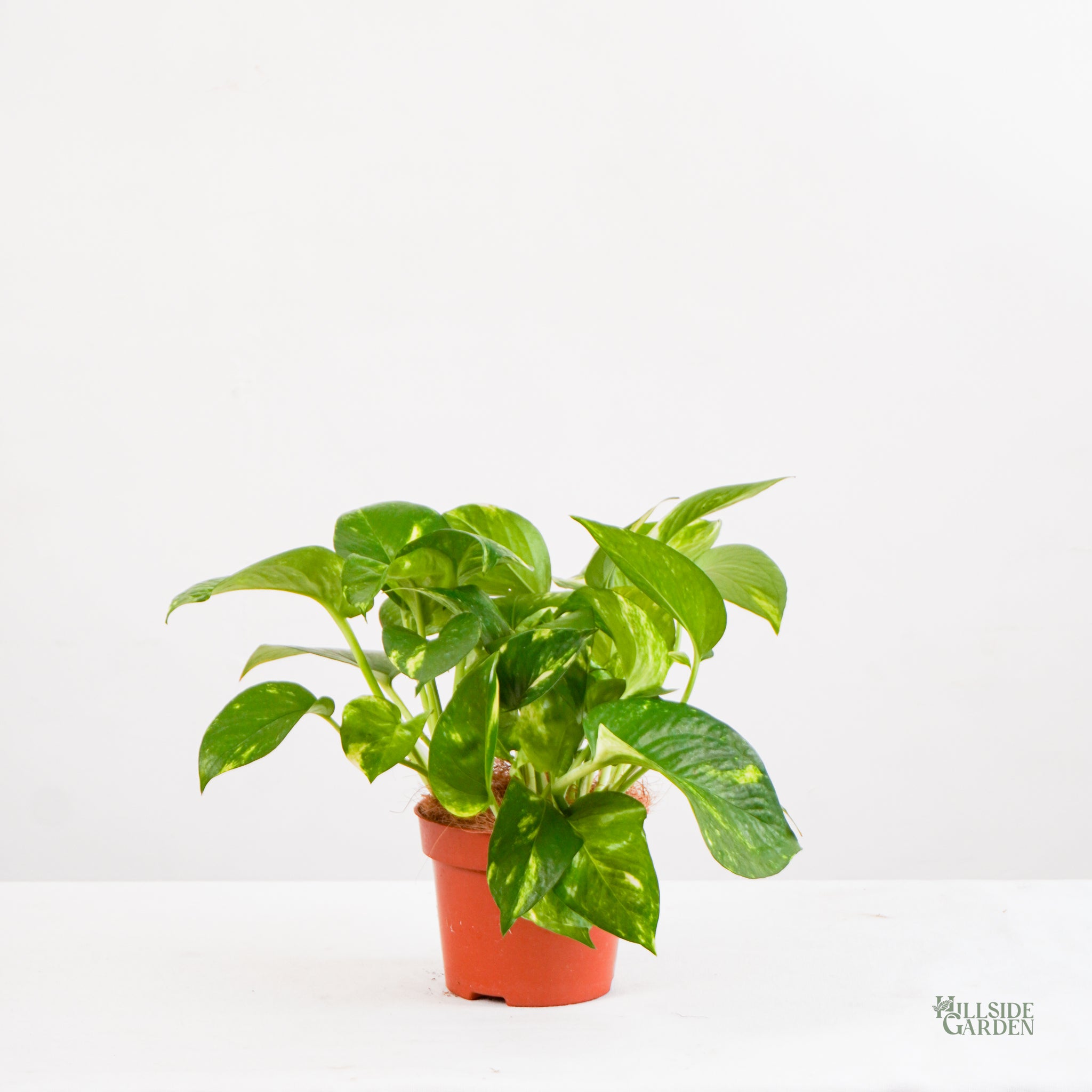 golden pothos philippines Golden Pothos (S)