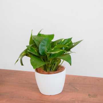 golden pothos philippines Golden Pothos (S)
