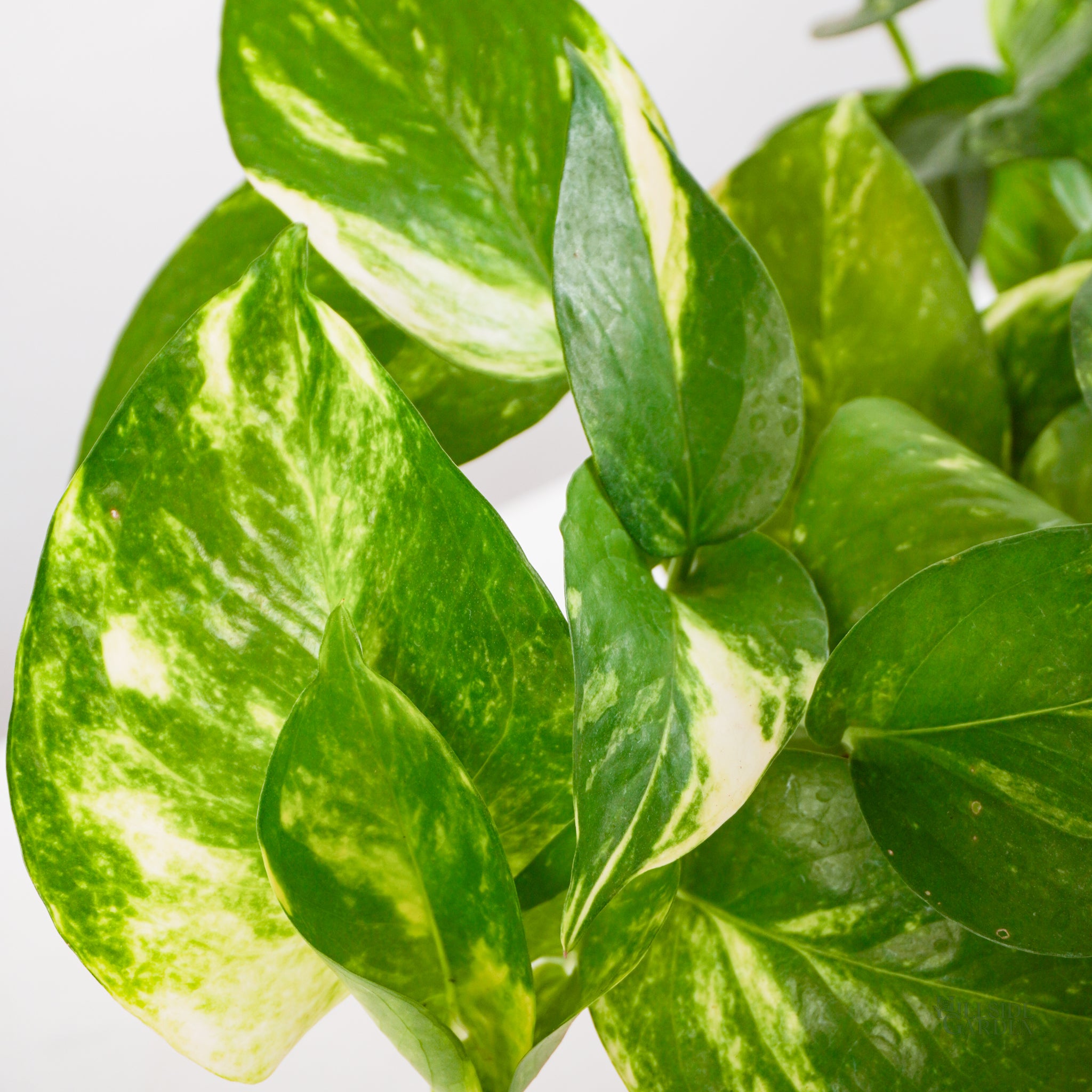 golden pothos philippines Golden Pothos (S)