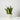 Sansevieria Golden Flame