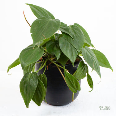 Heartleaf Philodendron (S)