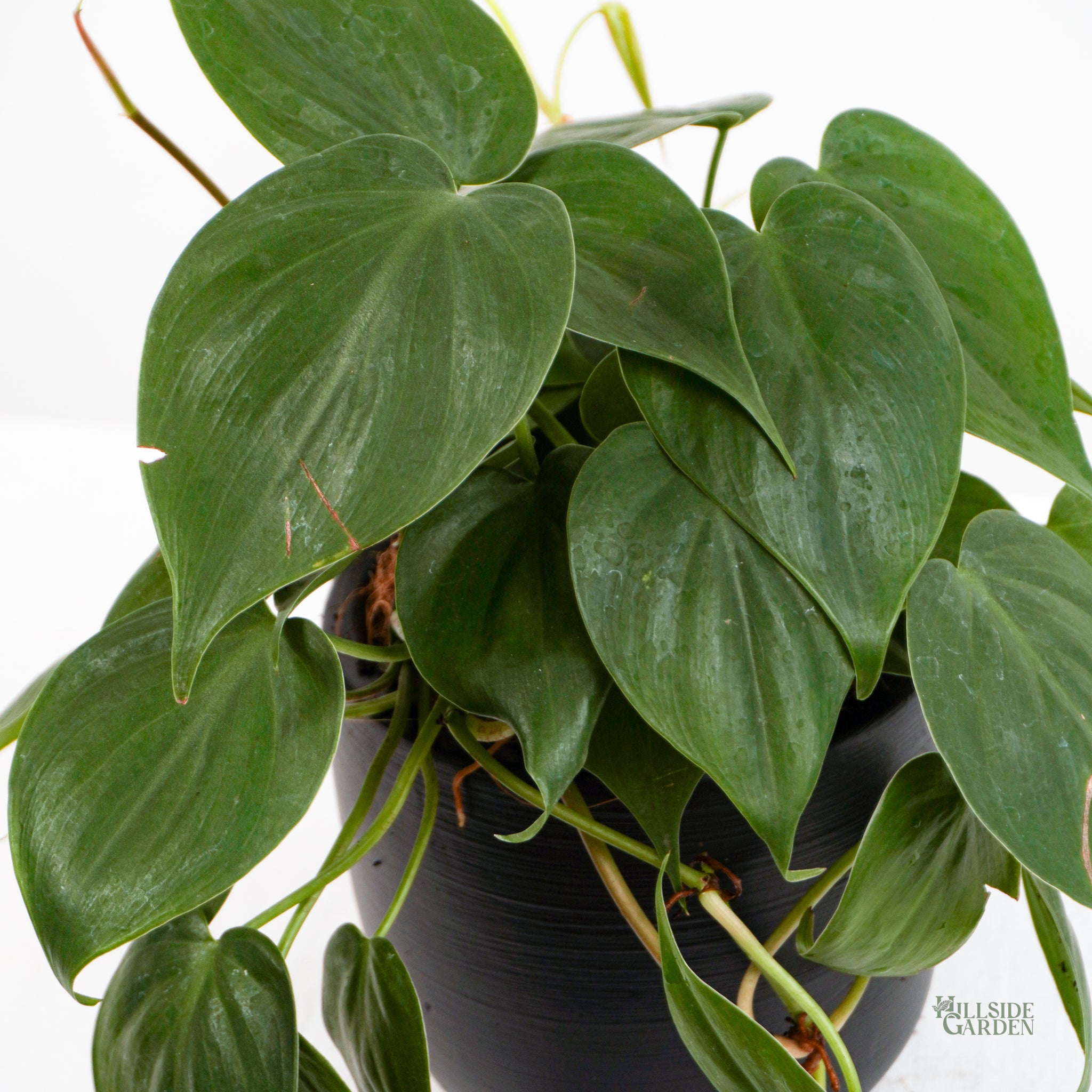 Heartleaf Philodendron S Hillside Garden heartleaf-philodendron-s-hillside-garden