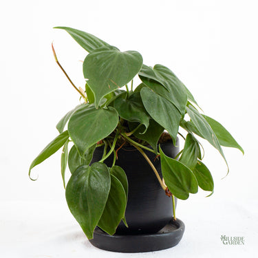 Heartleaf Philodendron (S)