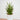 Sansevieria Hybrid (XS)