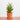 Sansevieria Hybrid (XS)