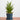 Sansevieria Hybrid (XS)