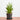 Sansevieria Hybrid (XS)
