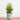 Sansevieria Hybrid (XS)