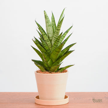 sansevieria pineapple Sansevieria Hybrid (XS)