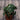 Anthurium Clarinervium (S1)