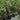 Ficus Alii (M2)