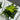BOTANICAL FRAME