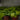 Neon Philodendron (S)