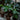 Money Tree (XXS)