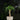 Dwarf Ponytail Palm (XS)