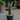 Snake Plant (M)