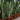 Snake Plant (M)