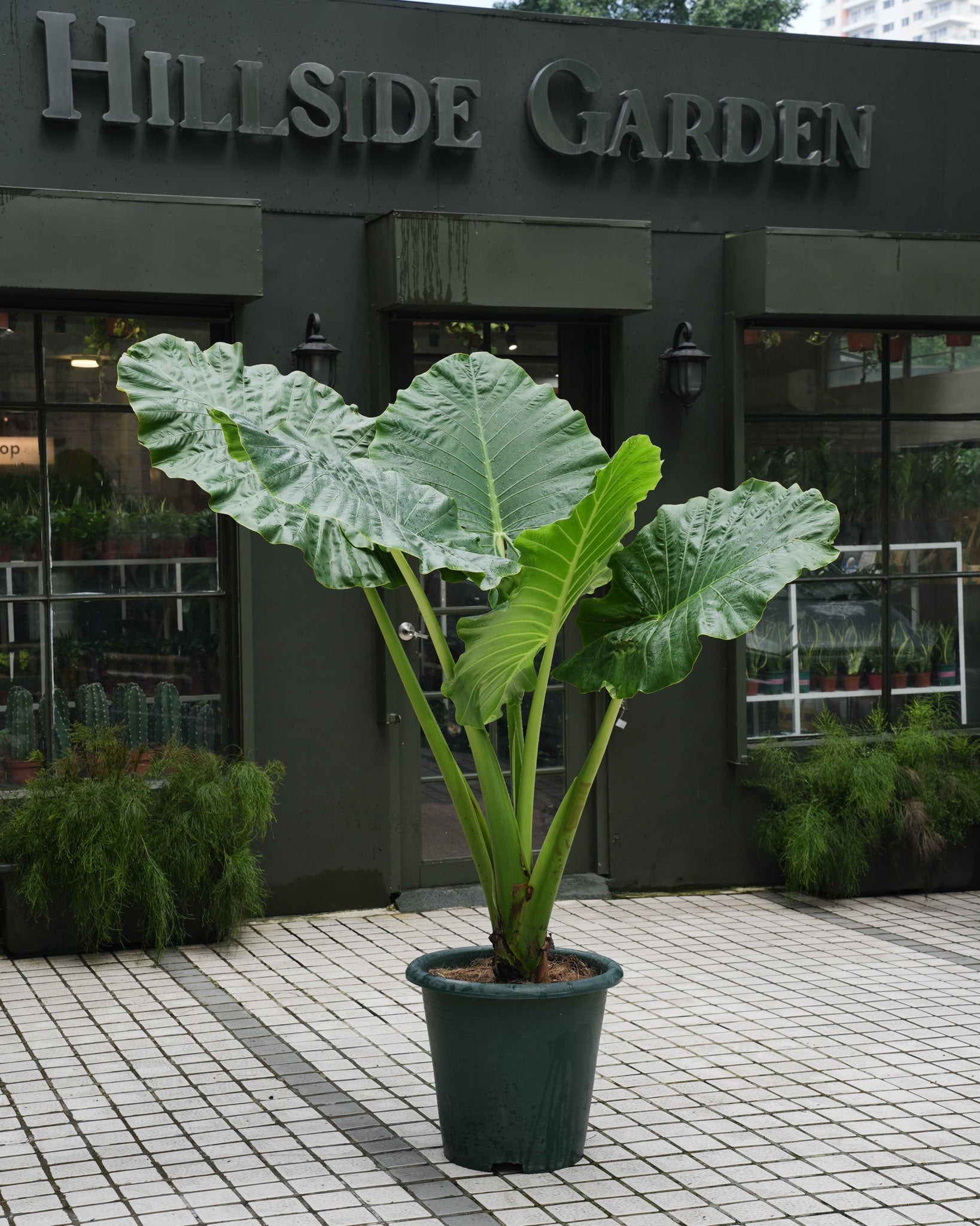 Alocasia Elephant Ear – Hillside Garden