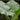 Alocasia Elephant Ear