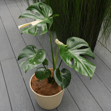 datura metel plant Datura metel purple – The Exotic Seed Emporium main image 1