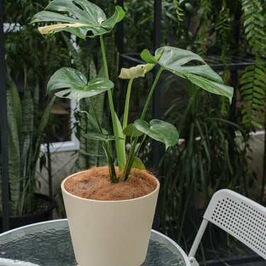 Monstera  Hillside Garden