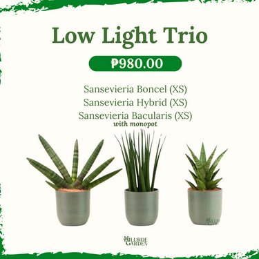 Low Light Trio