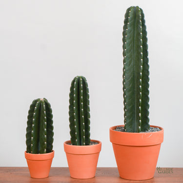 Peruvian Cactus (S)