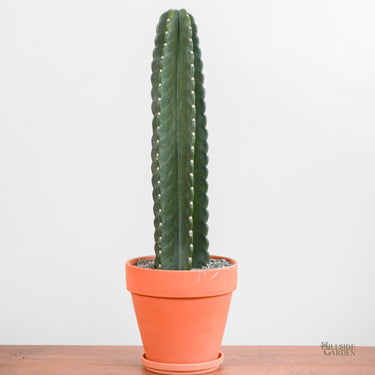 Peruvian Cactus (M)