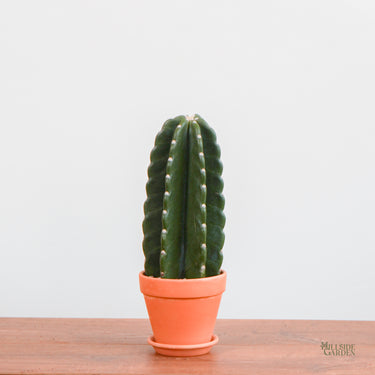 Peruvian Cactus (S)