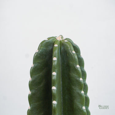 Peruvian Cactus (M)