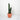Peruvian Cactus 'Column' (L)