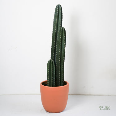 Peruvian Cactus 'Column' (XL)