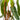 Philodendron Billitiae