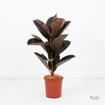 rubber tree plant price philippines Burgundy Rubber Tree (M) – Hillside Garden