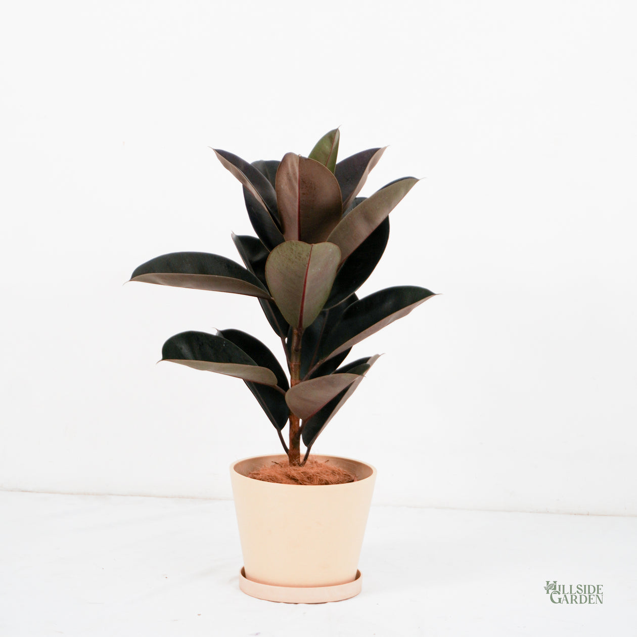 rubber tree ph Burgundy Rubber Tree (M)
