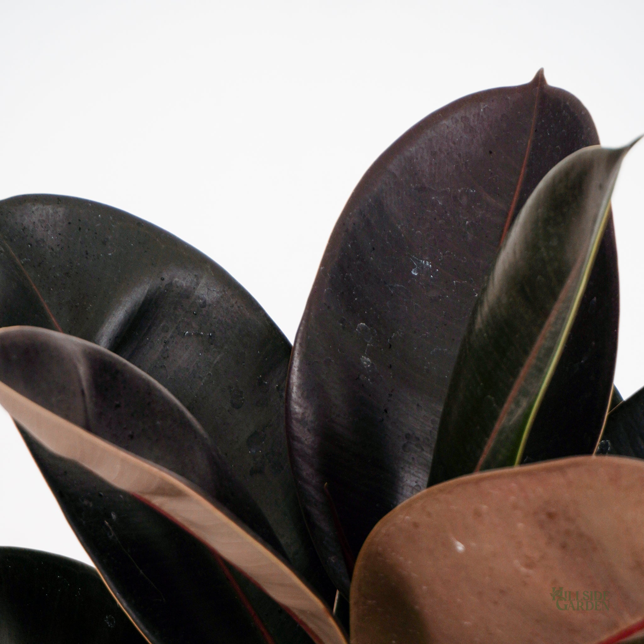 rubber tree plant price philippines Burgundy Rubber Tree (M) – Hillside Garden
