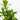Fortune Plant (L)