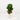 Fiddle Leaf Fig 'Bambino' (S)