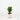 Fiddle Leaf Fig 'Bambino' (S)