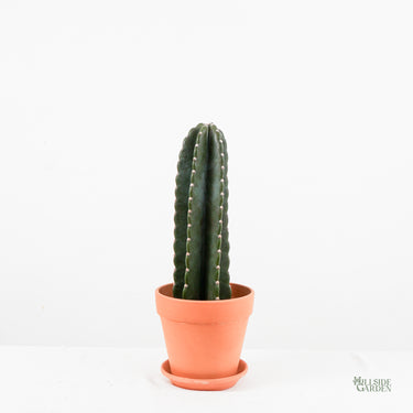 Peruvian Cactus (S1)
