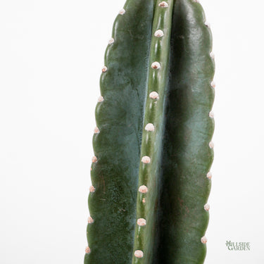 Peruvian Cactus (S1)