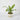 Dracaena Golden Heart (S)