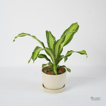 Dracaena Golden Heart (S)