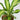 Dracaena Golden Heart (S)