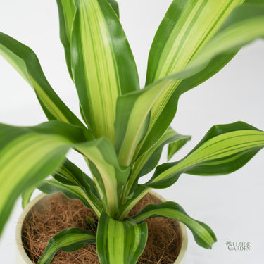 Dracaena Golden Heart (S)