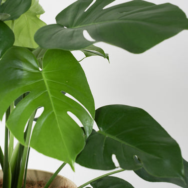 Monstera Deliciosa (M1)