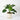 Monstera Deliciosa (M1)